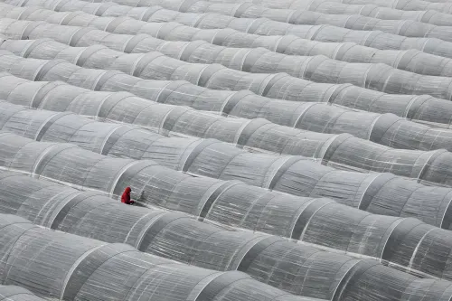 Strawberry Greenhouse