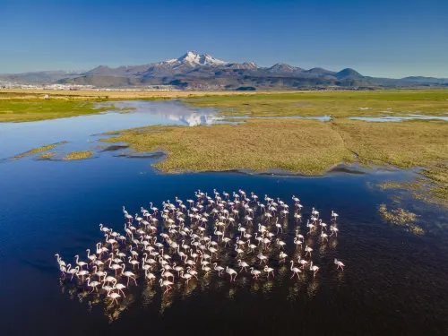 The Last Flamingos
