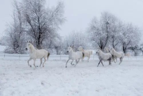 White Dreams