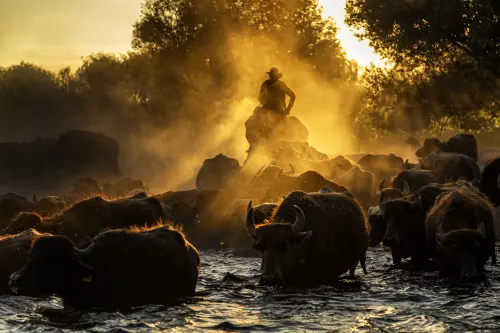 Buffaloes