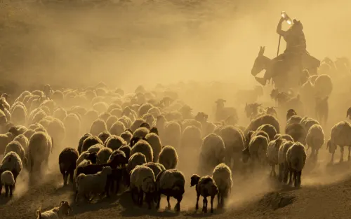 Dusty Voyage of Herd