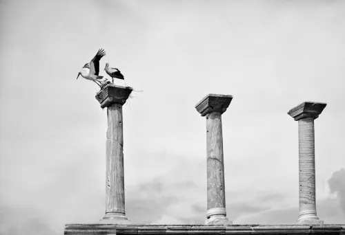 Storks