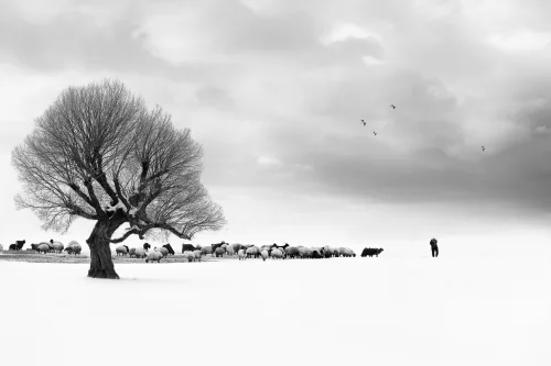 Shepherd