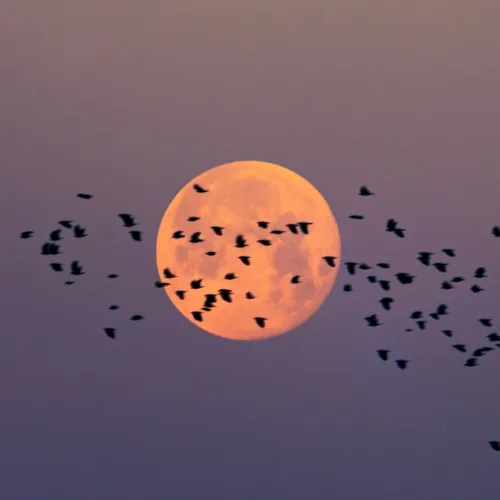 Migration