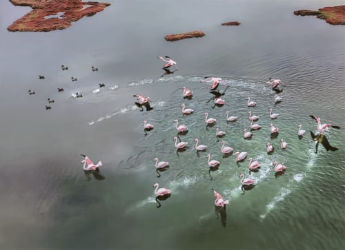PINK MIGRATION
