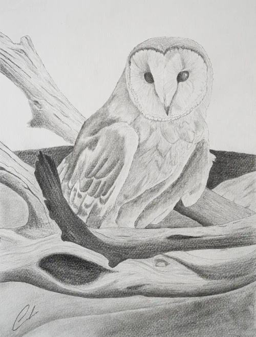 Moonbird - Drawing
