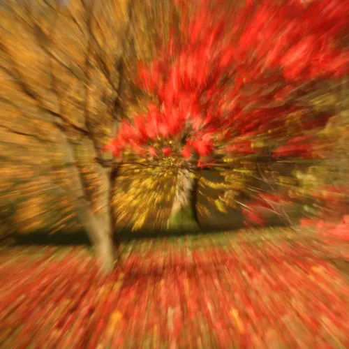 Maple