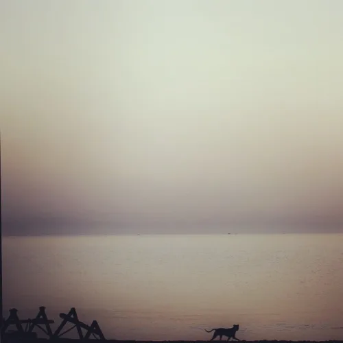 Lone Puppy