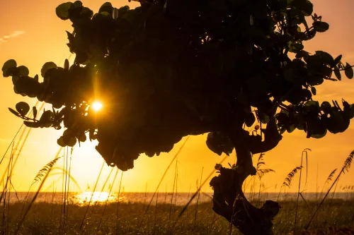 Sea Grapes Silhouette