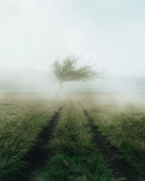 Misty Road