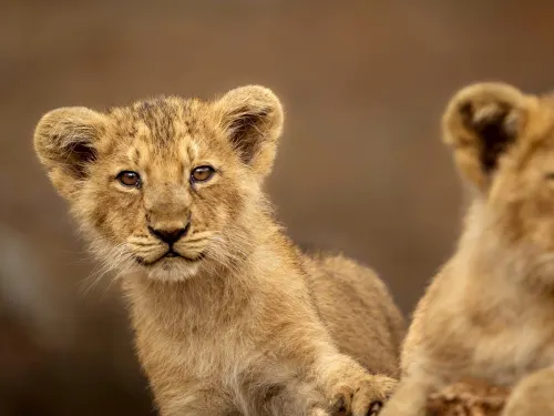 Curious Cub