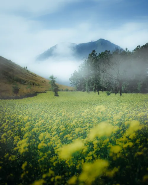 Misty Garden