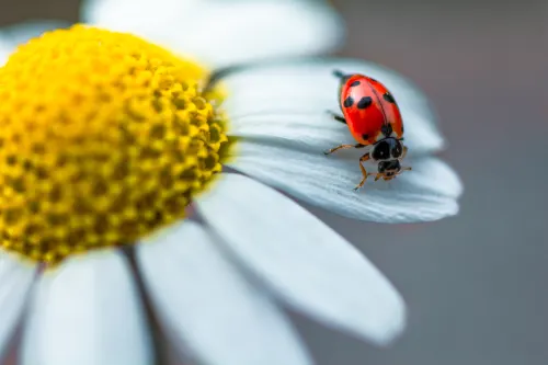 Ladybird