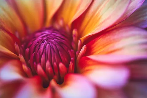 Vibrant Whispers I