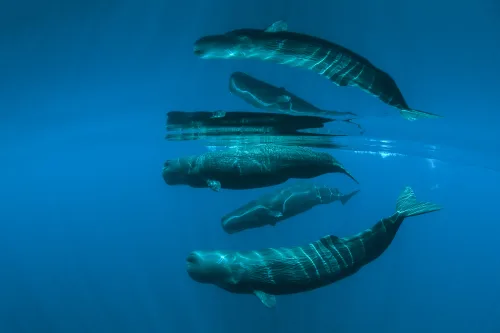 Underwater giants in motion - by William Tan