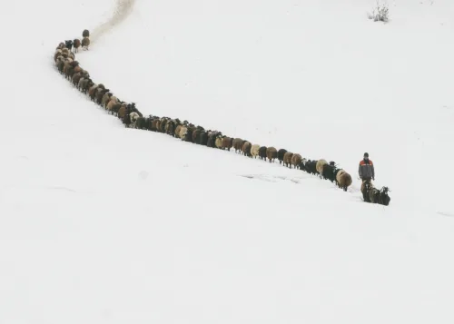 Shepherd_2