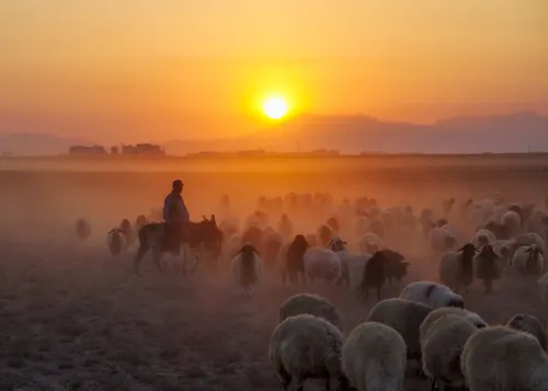 Shepherd_3