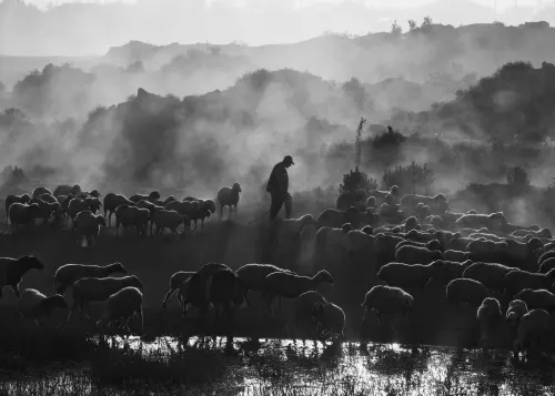 Shepherd_4