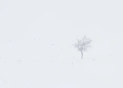 snow