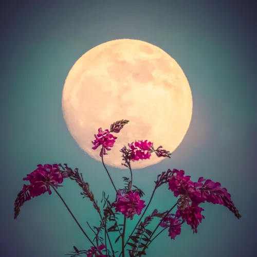 Bouquet