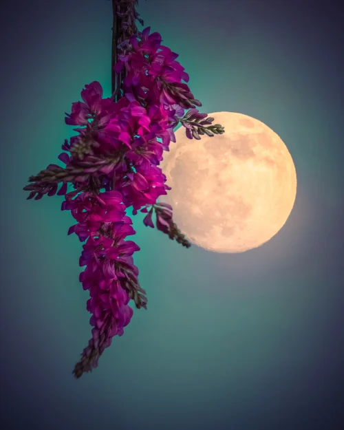 Pink Flowers
