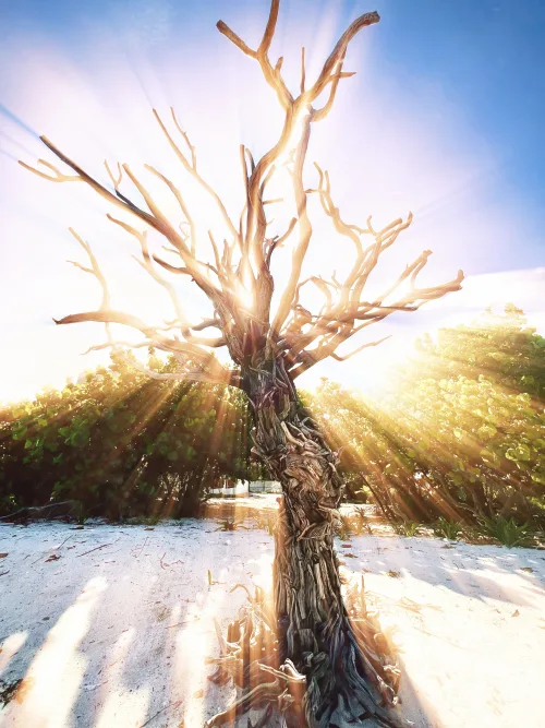Tree of Death