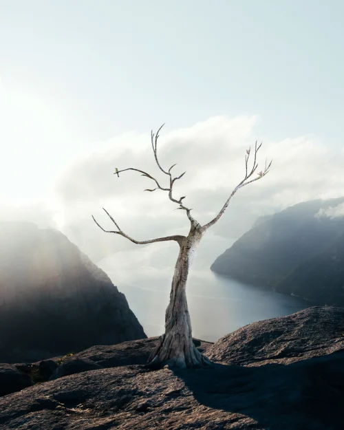 Expression of Nature
