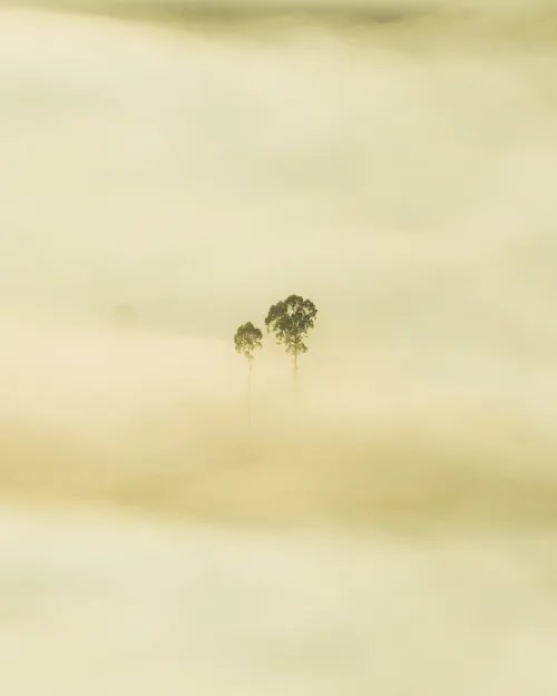 The Last Tree