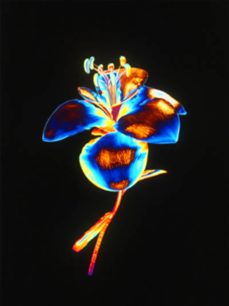 A Study in Floral Hypercolor
