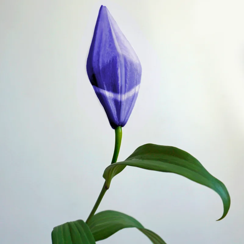 Spring 2021 #3/5