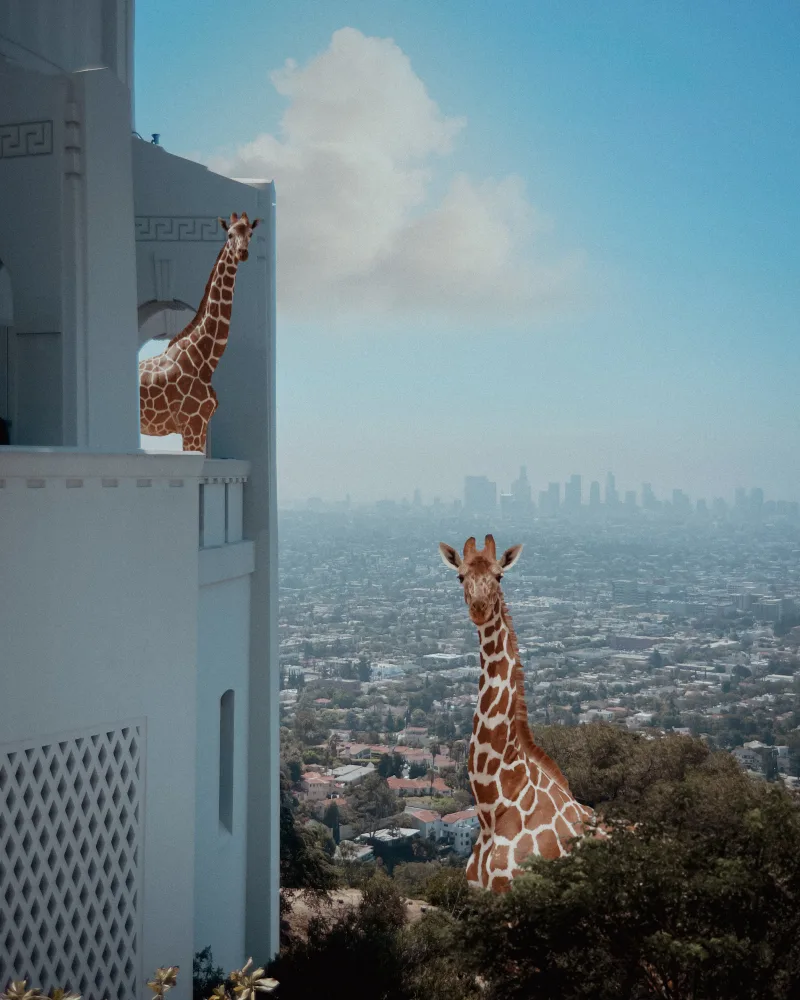 Giraffes in Los Angeles