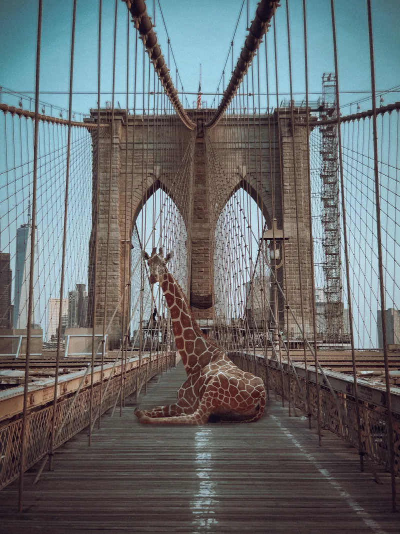 Giraffes in New York