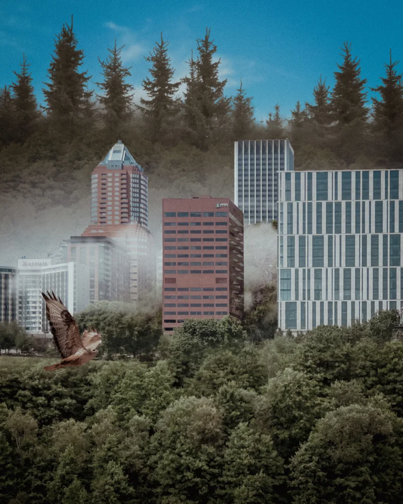 Asset Image
