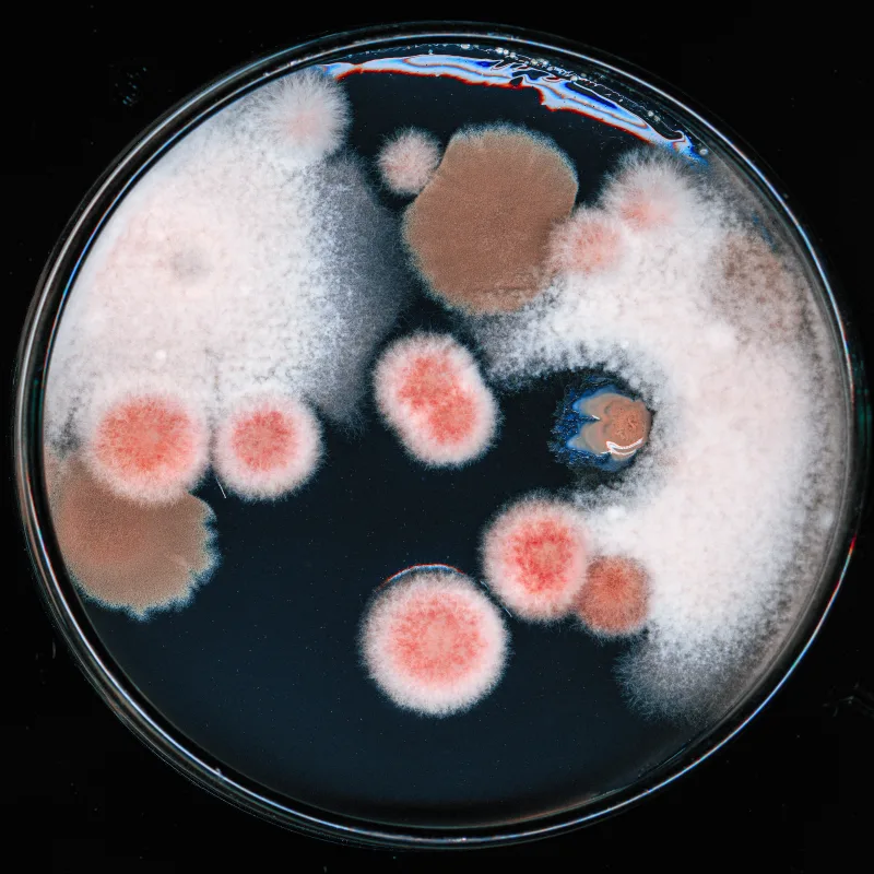 NEW BANKSY FUNGUS!!