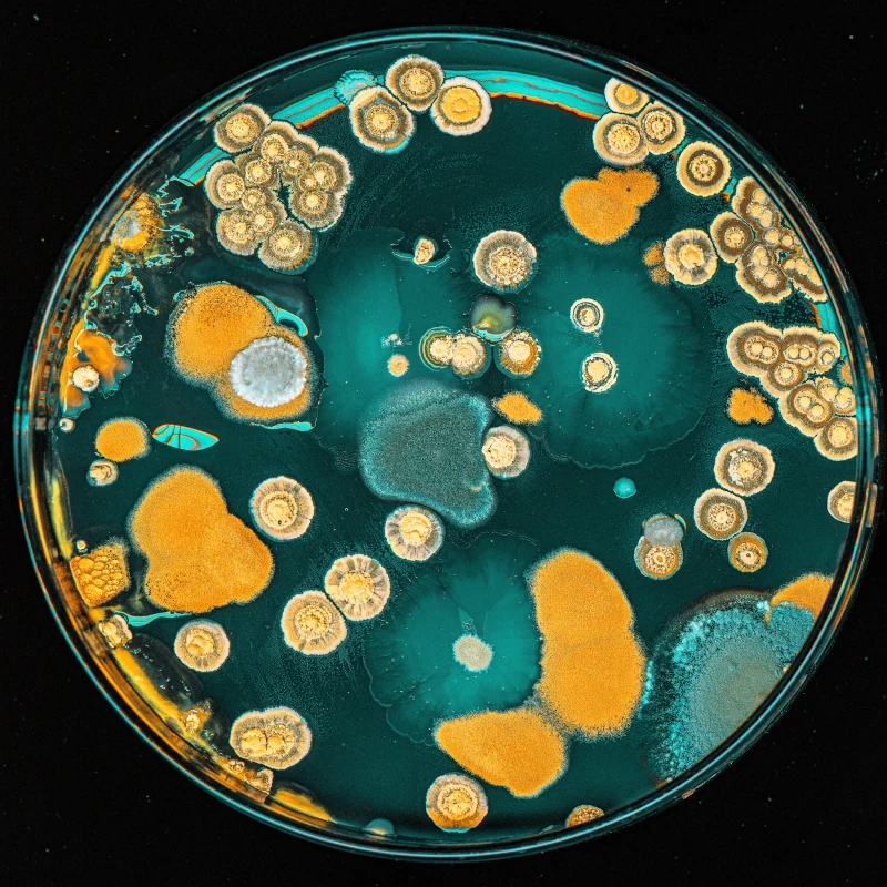 ILLEGITIMATE PATHOGENIC KAWS!!