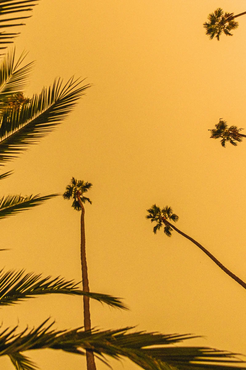 Will Nichols 'Golden Palms' #2/205