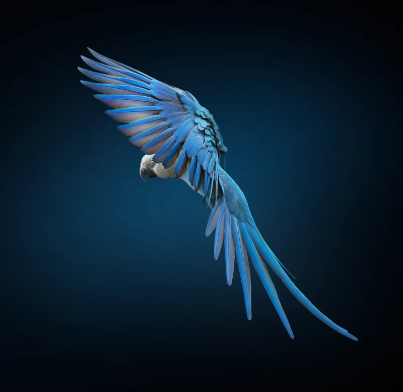 Soar #1/1