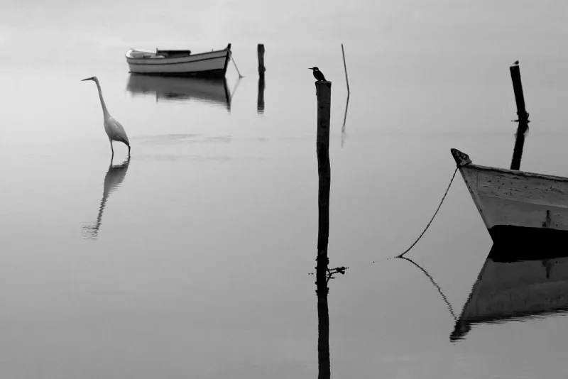 Heron #3/71