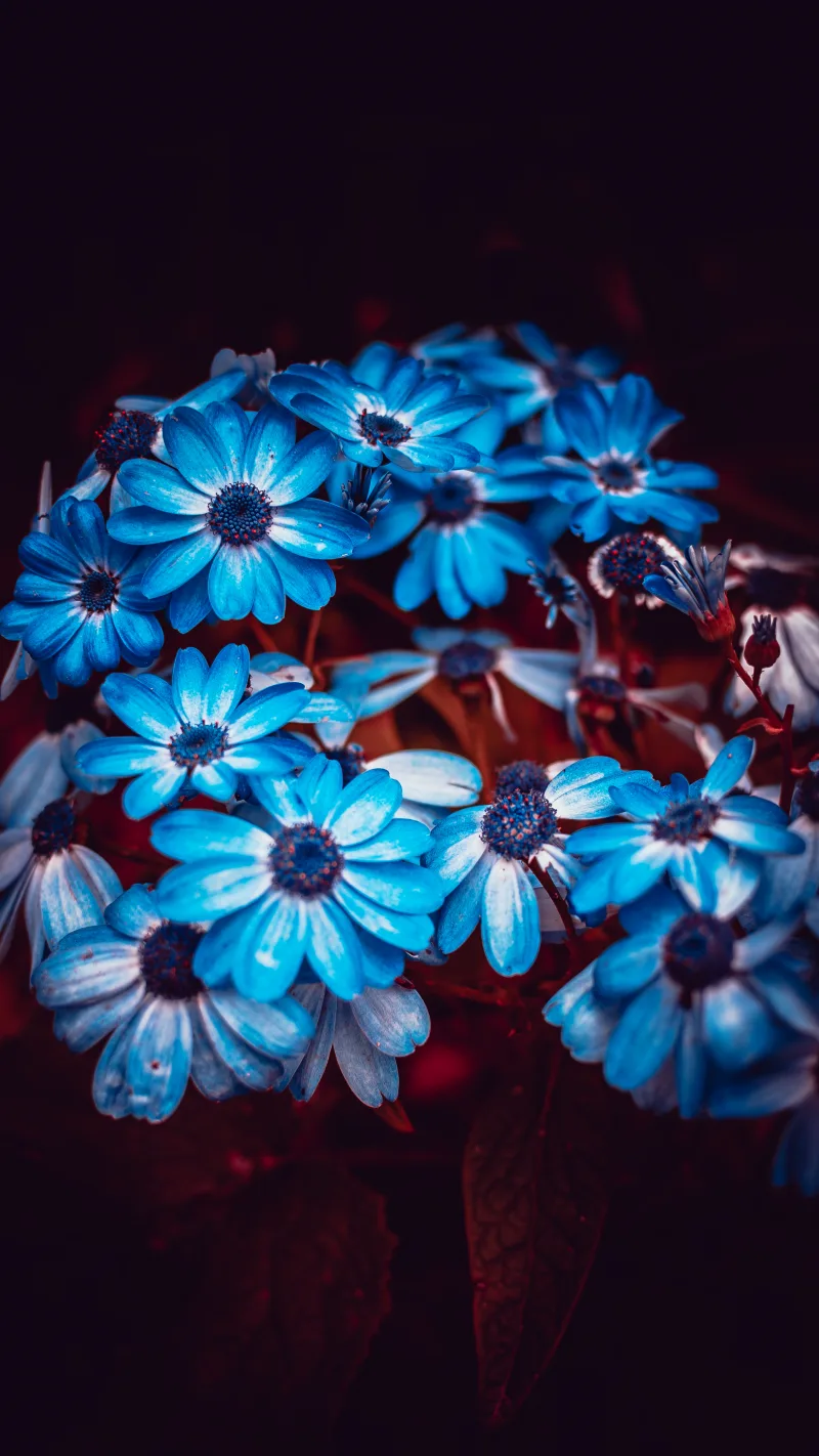 Blue II #9/9