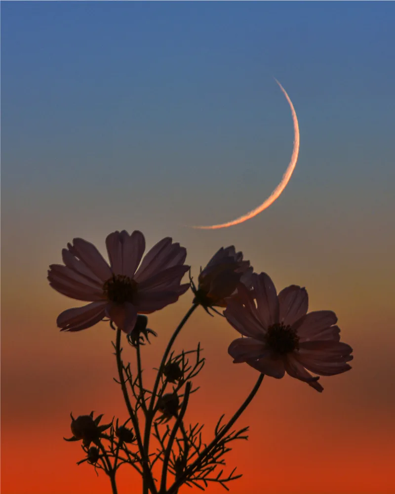 Cosmos