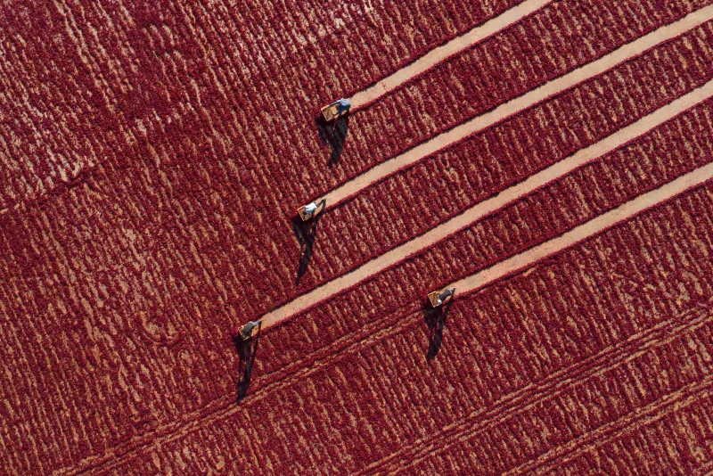 Pepper Drying