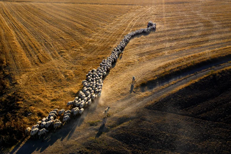 Herd