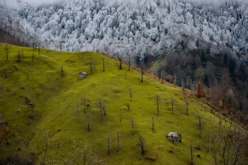 Green - White