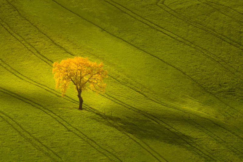 Lonely Tree