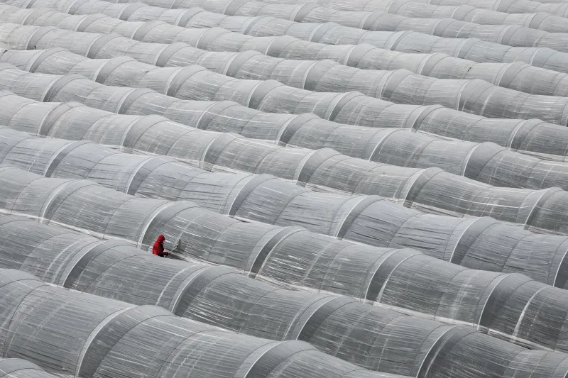 Strawberry Greenhouse
