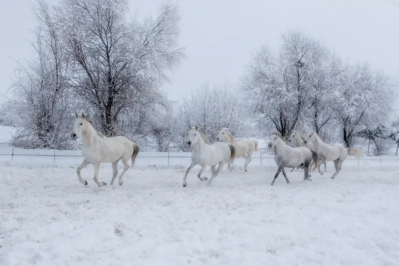 White Dreams