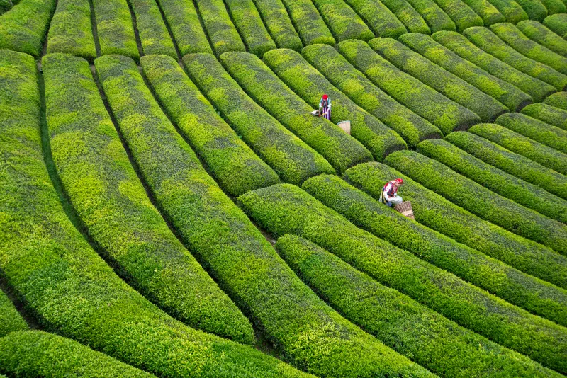Tea Field