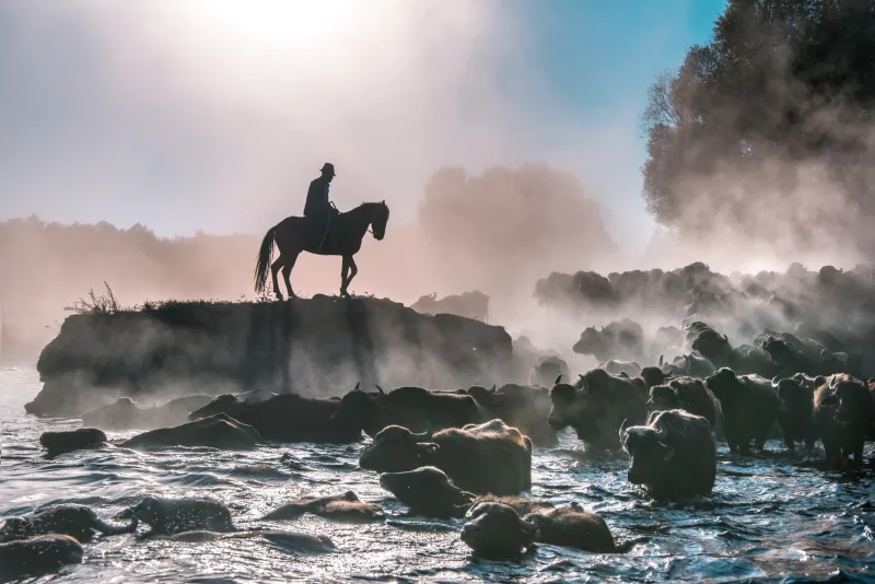 Migration of Buffaloes