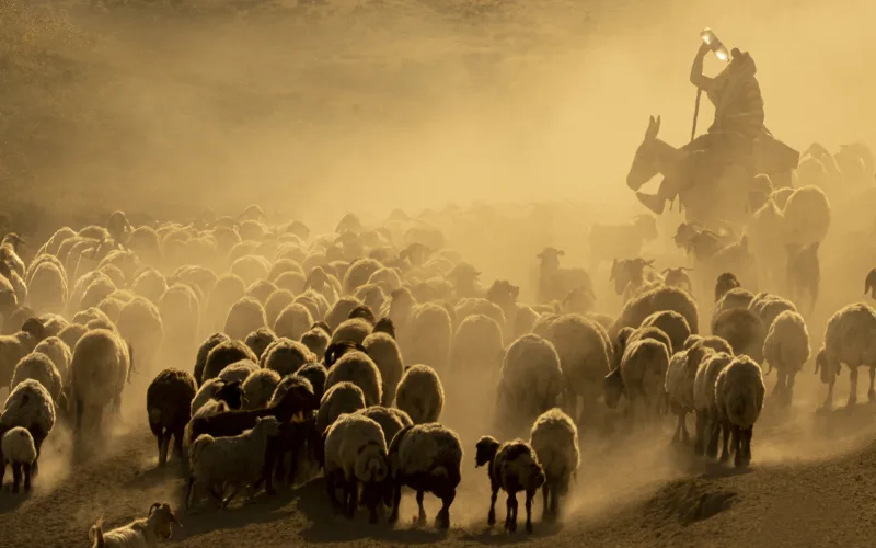 Dusty Voyage of Herd