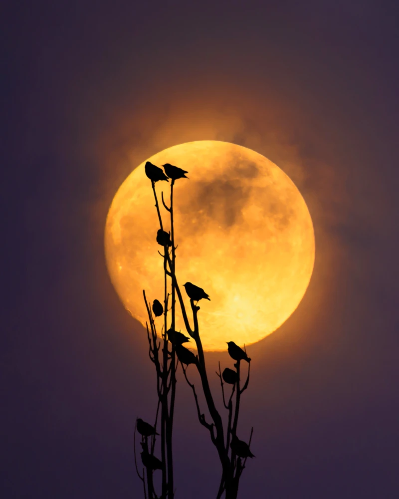 Birds at Full Moon